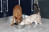 MANGER CHIEN ET CHAT (dog and cat food)